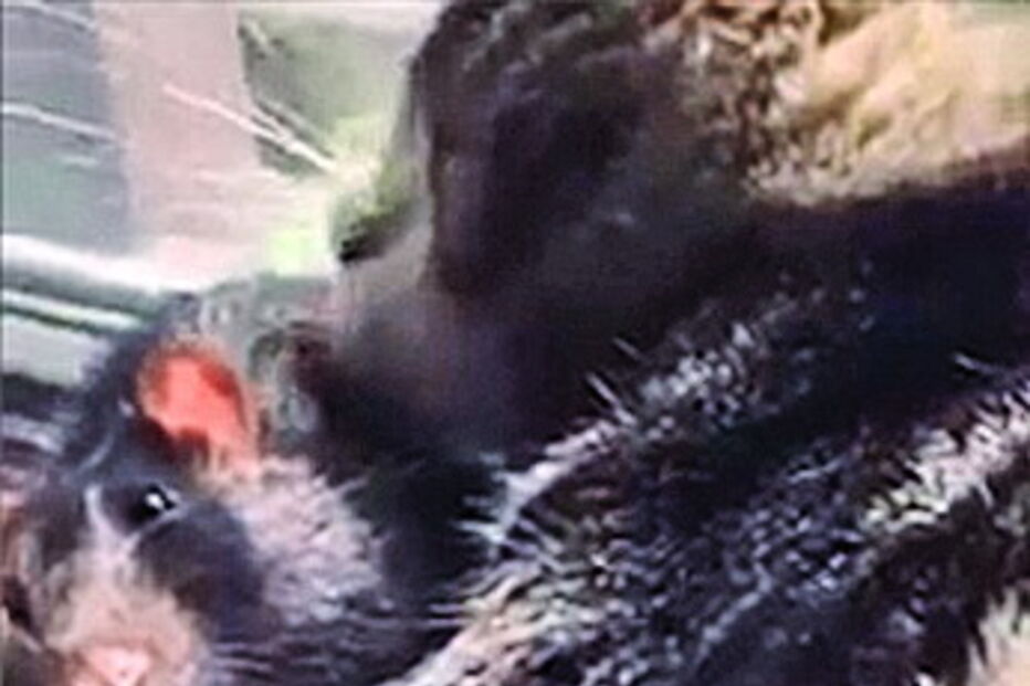 2018-08-10_00_39_58 gatorato.jpg