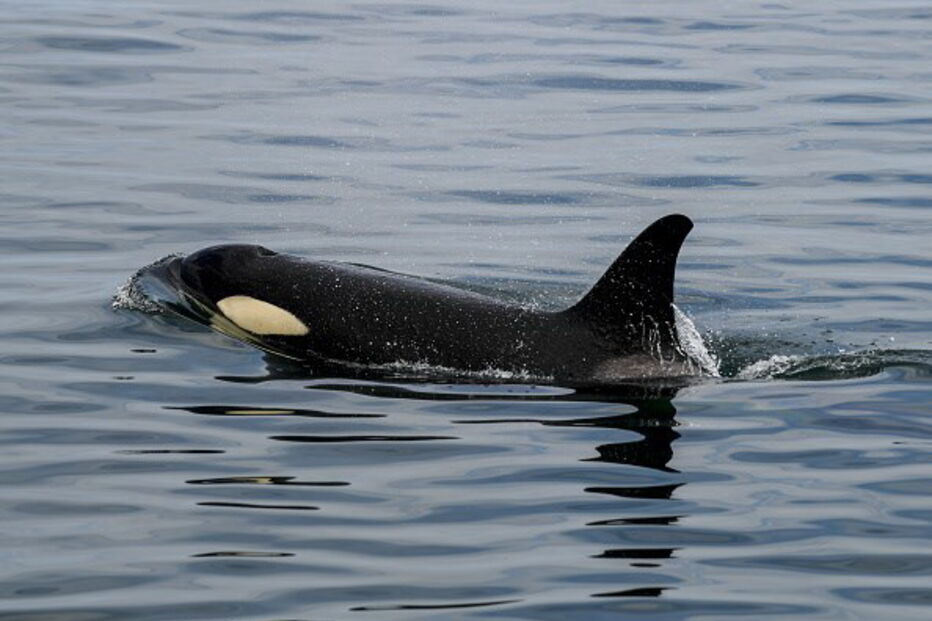 Orcas no oceano pacífico