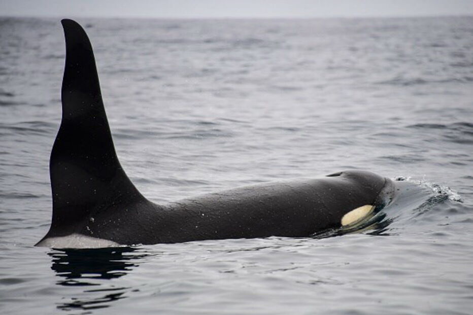 Orcas no oceano pacífico