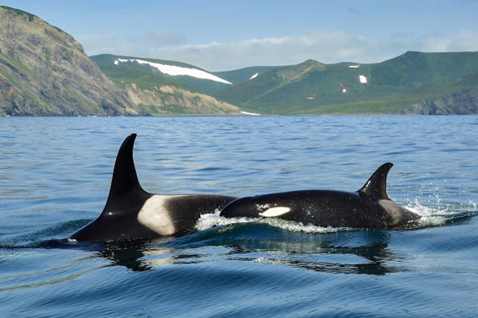 Orcas no oceano pacífico