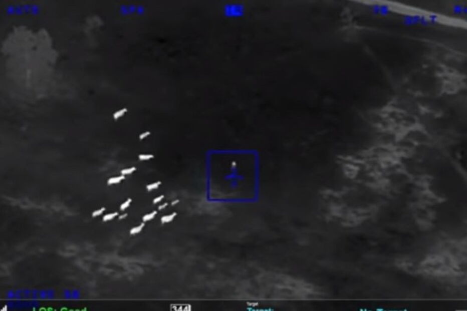 Manada de vacas ajuda polícia a perseguir criminosa