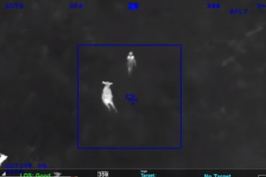 Manada de vacas ajuda polícia a perseguir criminosa