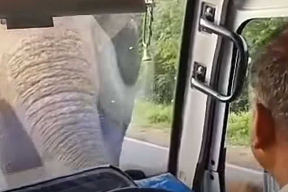 Elefante rouba bananas e assusta condutor no Sri Lanka