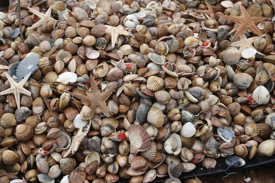 Pesca da ganchorra está proibida há mais de três meses e os pescadores não têm rendimentos  