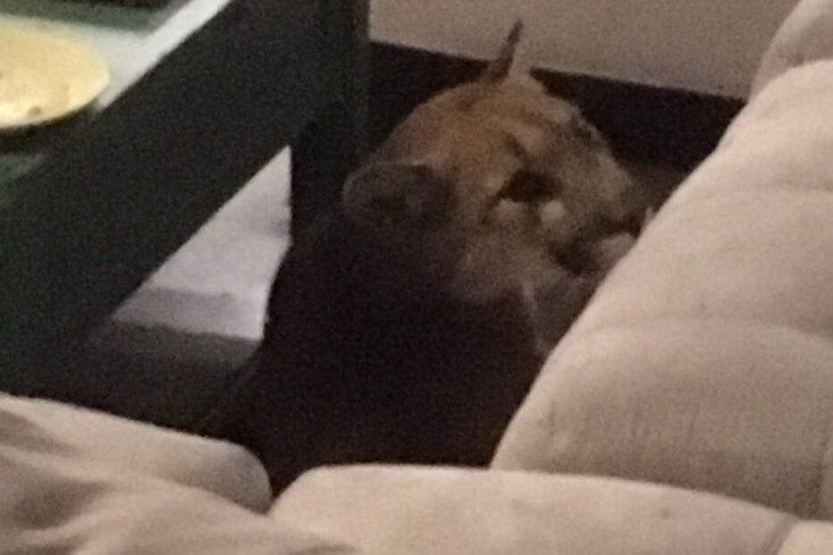 Leão entra em casa de família e mata gato de estimação 