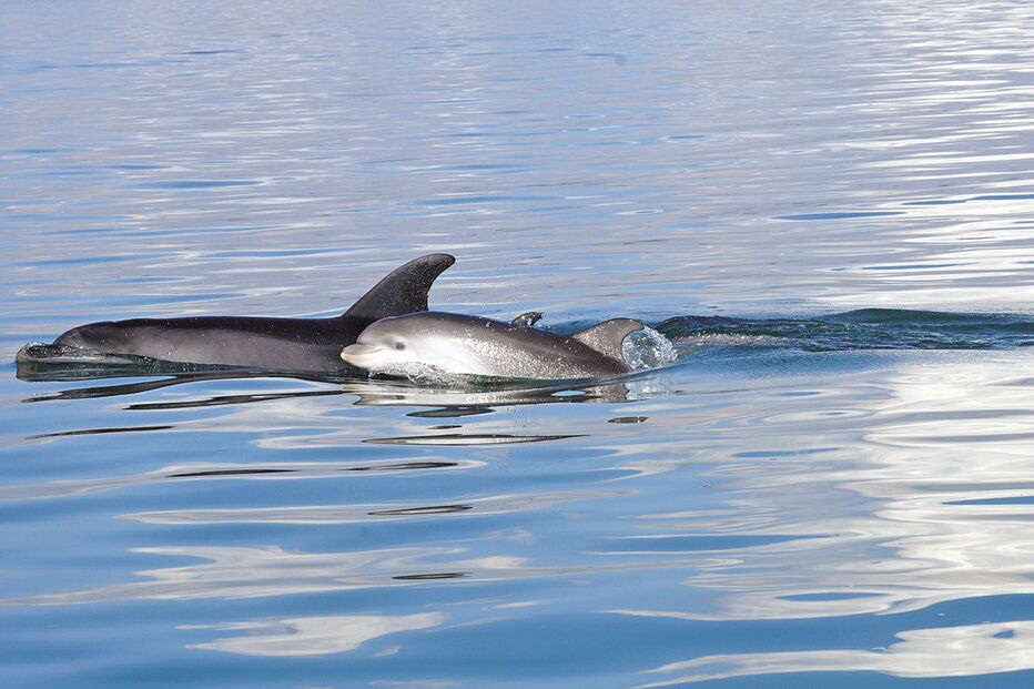 Os golfinhos roazes-corvineiros do Sado são a grande atração do ‘Ciência Viva no Verão’ 