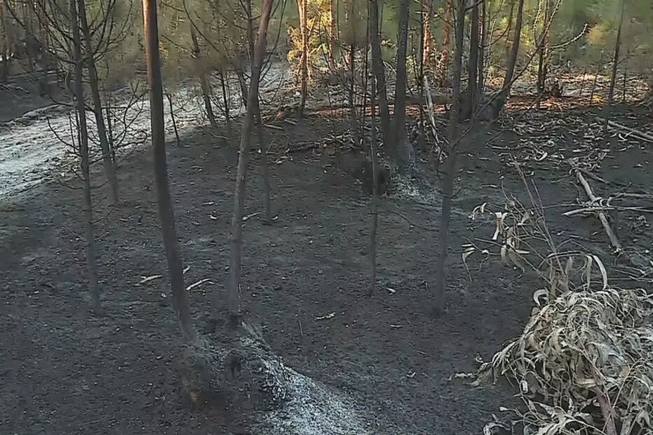 Incêndio no Montijo mobiliza 145 bombeiros 