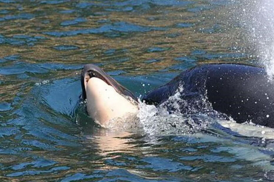 Mãe orca carregou corpo de cria morta durante 16 dias