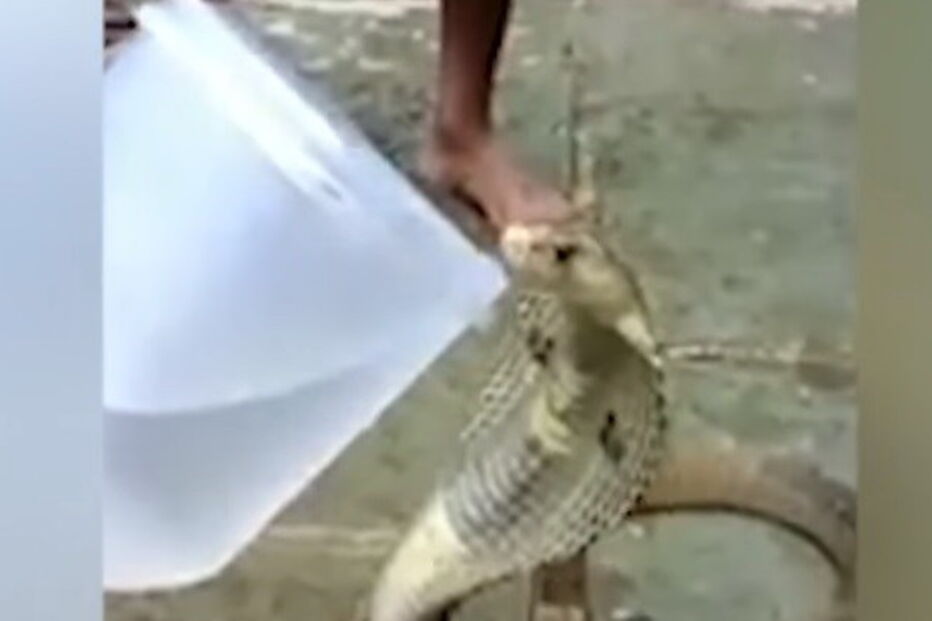 Onda de calor torna dócil um animal perigoso