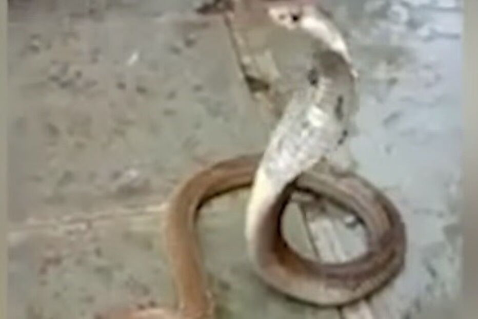 Onda de calor torna dócil um animal perigoso