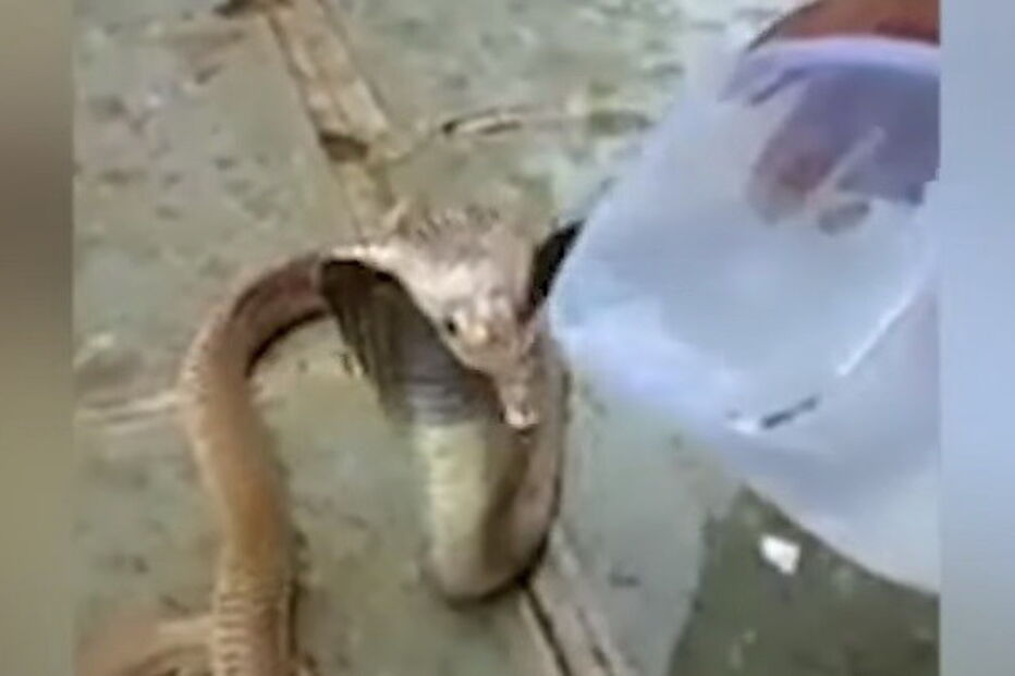 Onda de calor torna dócil um animal perigoso