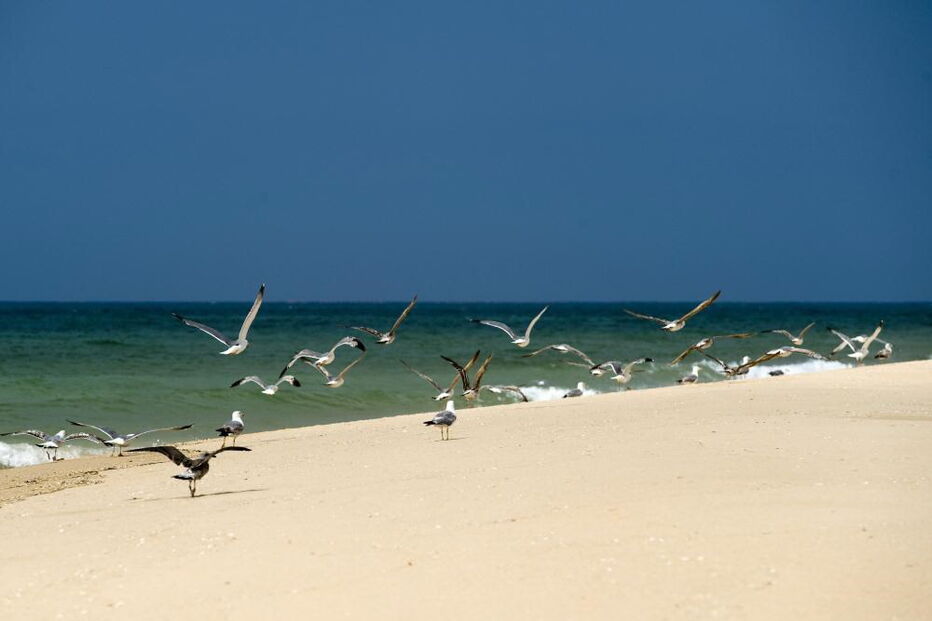 Praia da Ilha Deserta, Barreta, Faro