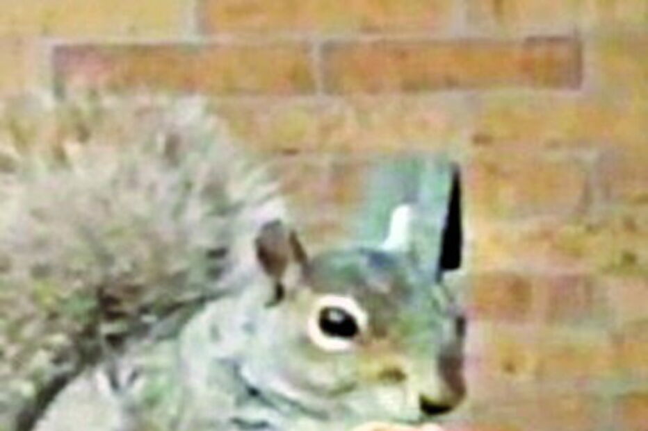 Esquilo devora fatia de piza sem hesitar