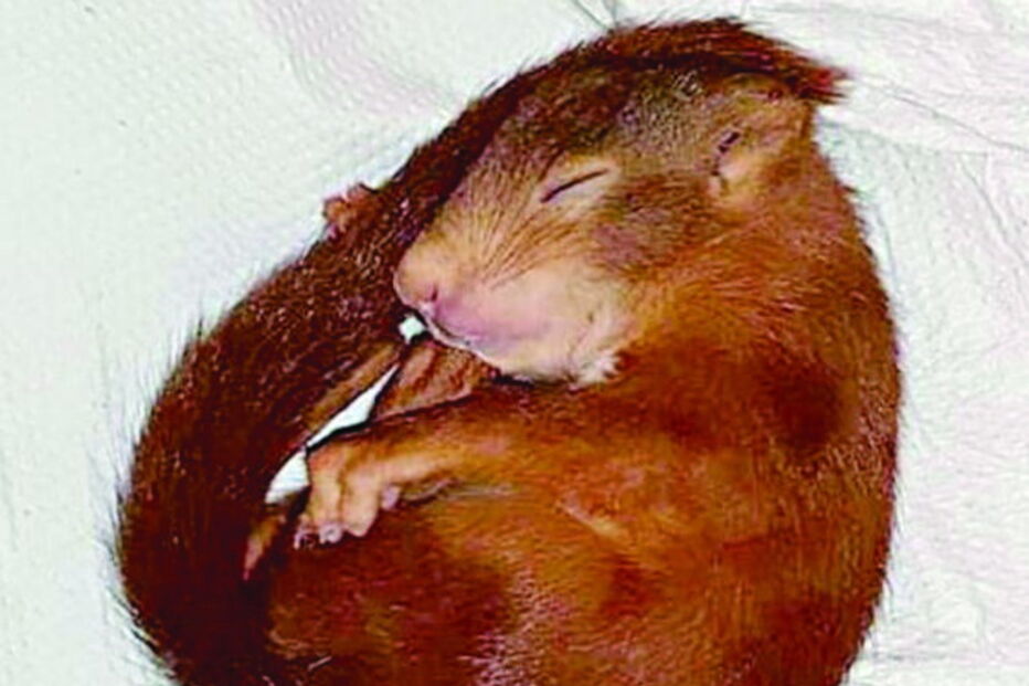 Alerta para predador revela... esquilo