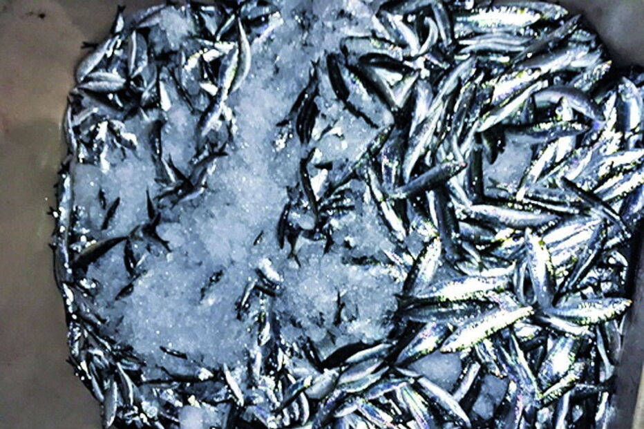 Sardinha capturada foi apreendida    