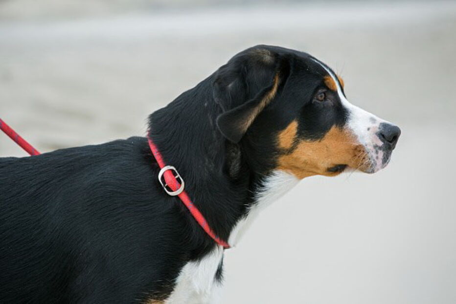 Lei proíbe cães acorrentados e sempre presos