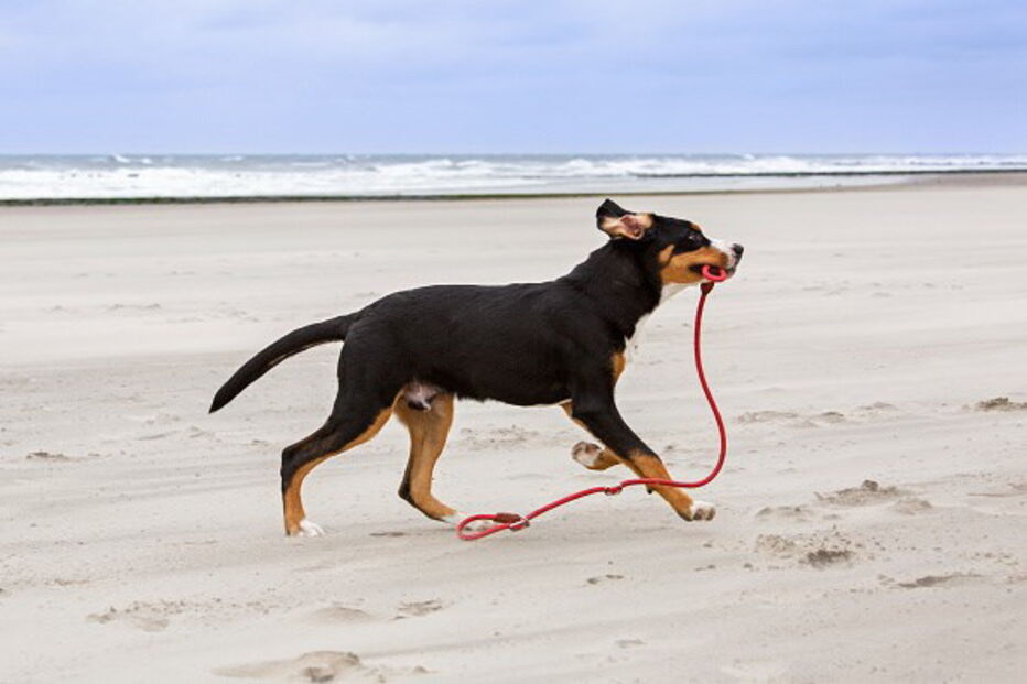Lei proíbe cães acorrentados e sempre presos