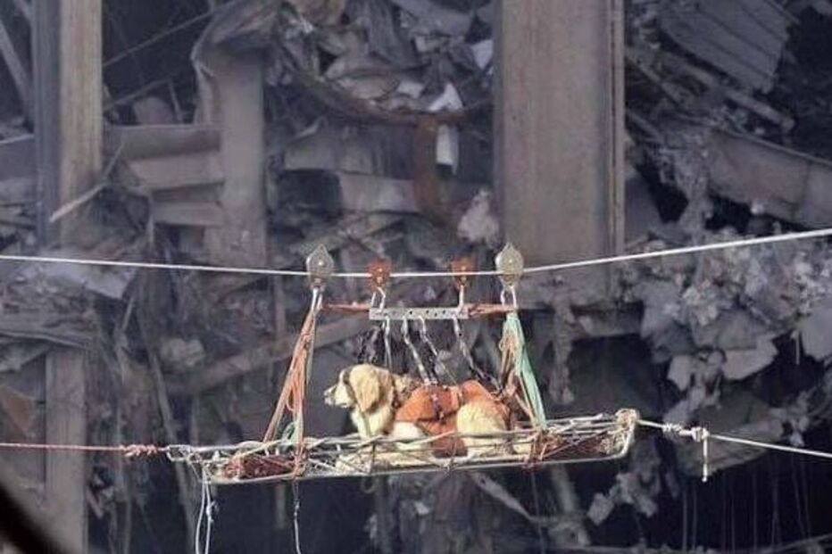 Heróis de quatro patas no resgate das vítimas da queda de ponte em Itália