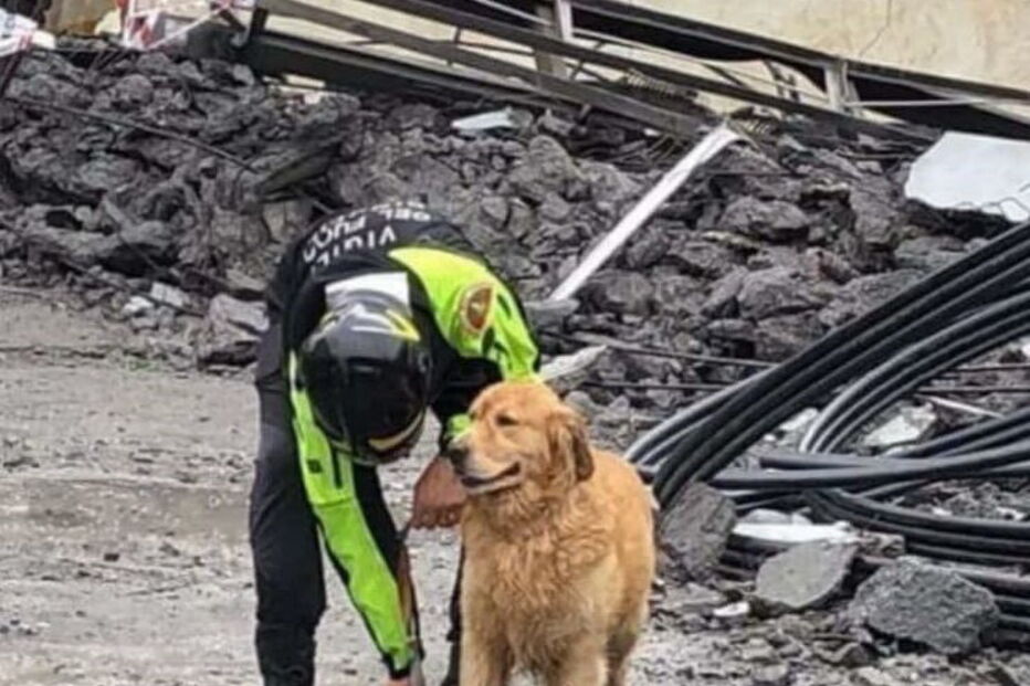 Heróis de quatro patas no resgate das vítimas da queda de ponte em Itália