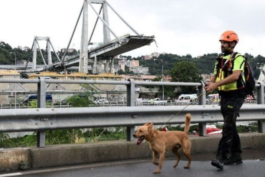 Heróis de quatro patas no resgate das vítimas da queda de ponte em Itália