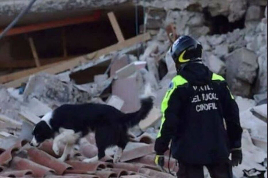  Heróis de quatro patas no resgate das vítimas da queda de ponte em Itália