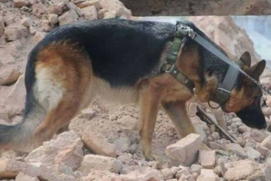  Heróis de quatro patas no resgate das vítimas da queda de ponte em Itália