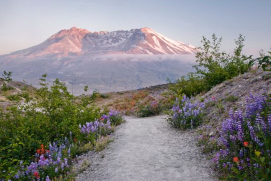 Alpinista desaparecido durante uma semana sobreviveu a comer abelhas