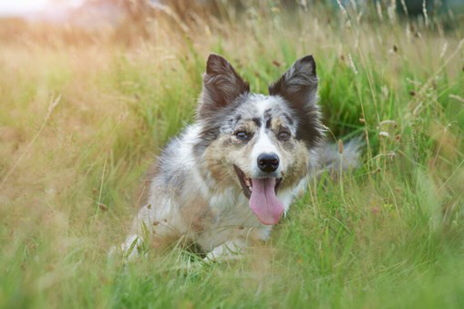 Aumenta o número de animais abandonados em Portugal