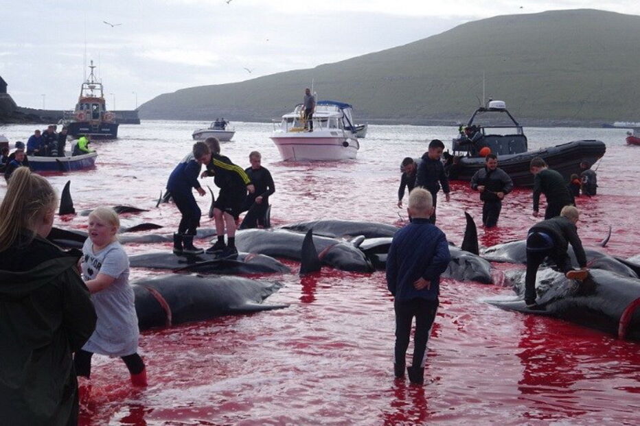 Matança consiste numa tradição levada a cabo há mais de cem anos