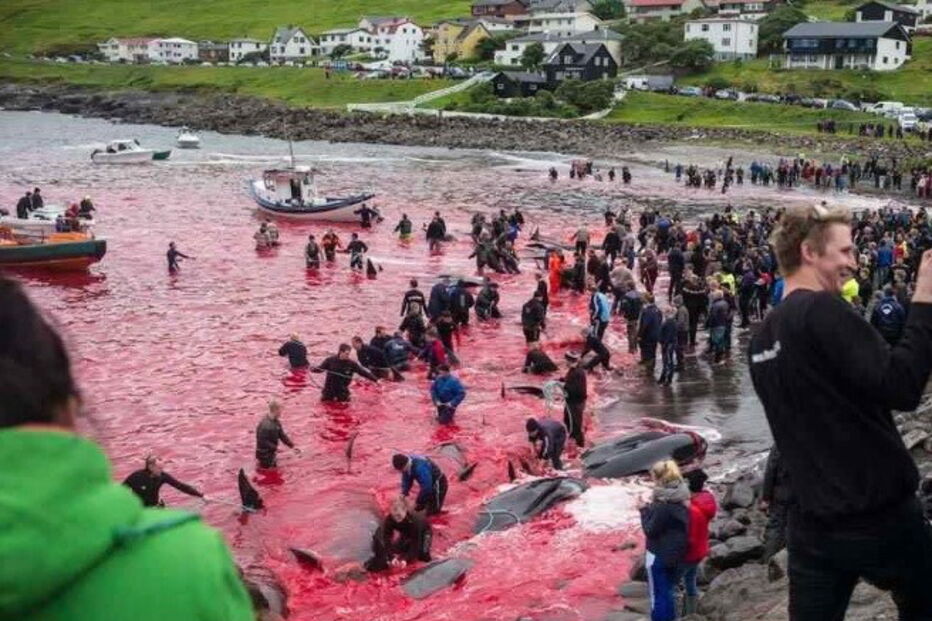 Matança consiste numa tradição levada a cabo há mais de cem anos