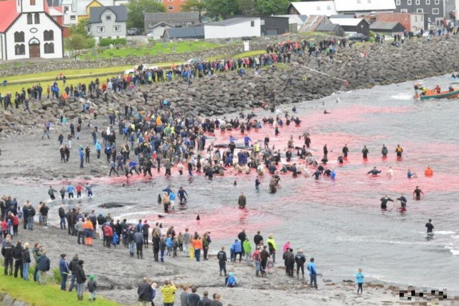 Matança consiste numa tradição levada a cabo há mais de cem anos