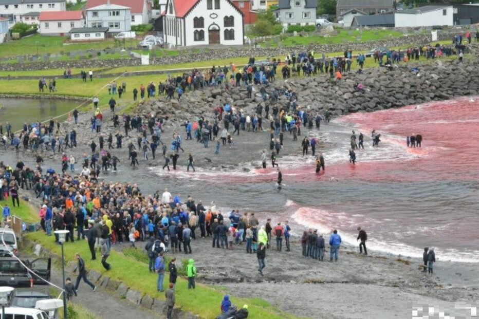 Matança consiste numa tradição levada a cabo há mais de cem anos