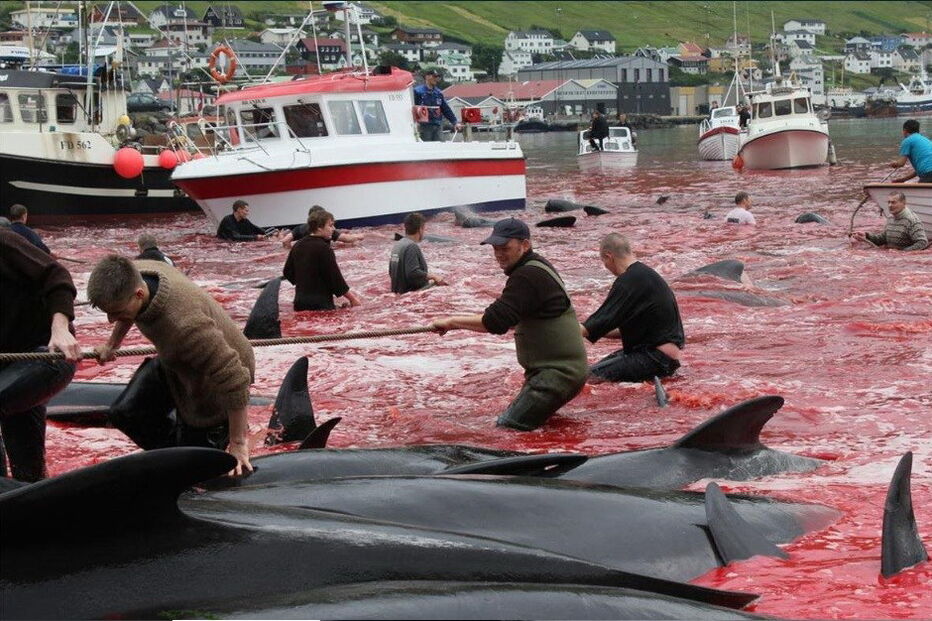 Matança consiste numa tradição levada a cabo há mais de cem anos