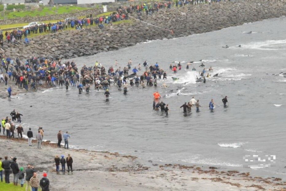 Matança consiste numa tradição levada a cabo há mais de cem anos