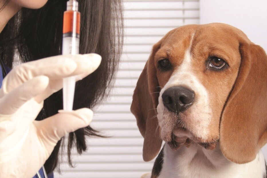 Cães são os animais mais afetados pela leishmaniose. Vacina ajuda a prevenir 