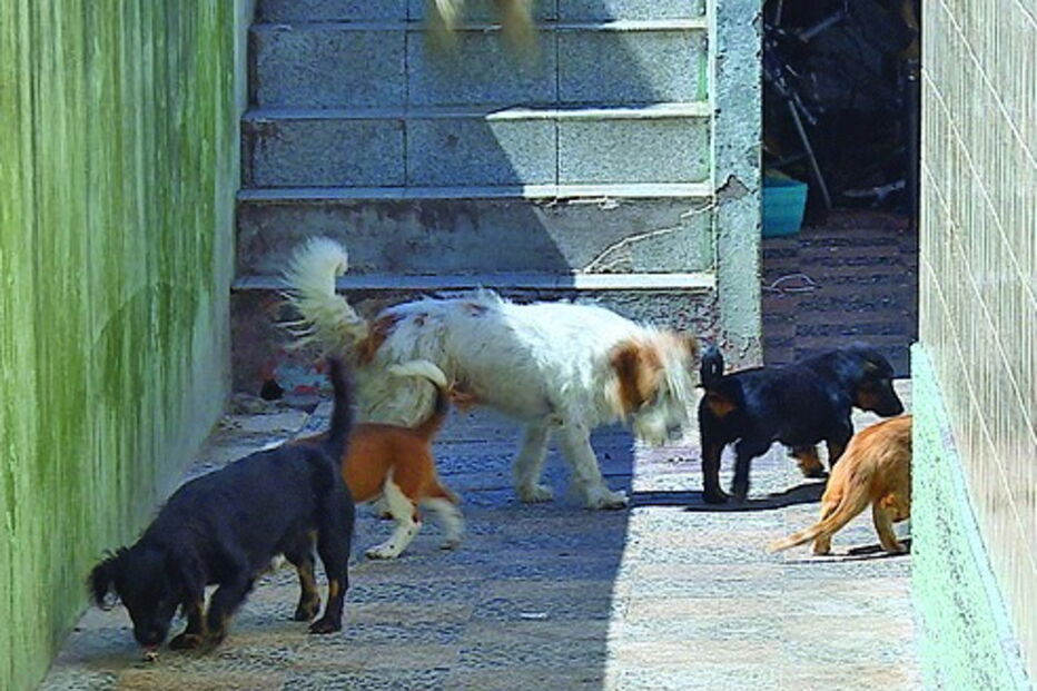 Moradores revoltados com cães ao abandono 