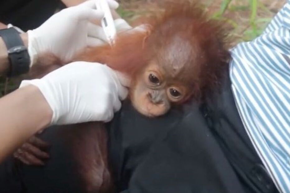 Humanos resgatam orangotango bebé traumatizado após perder a mãe