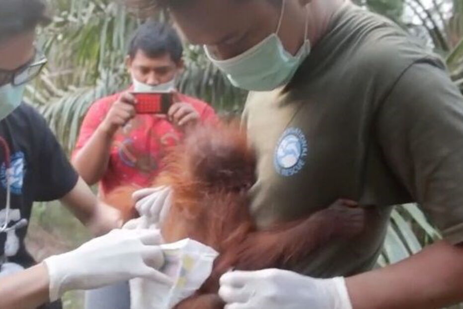 Humanos resgatam orangotango bebé traumatizado após perder a mãe