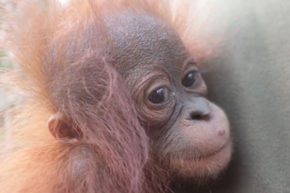 Humanos resgatam orangotango bebé traumatizado após perder a mãe