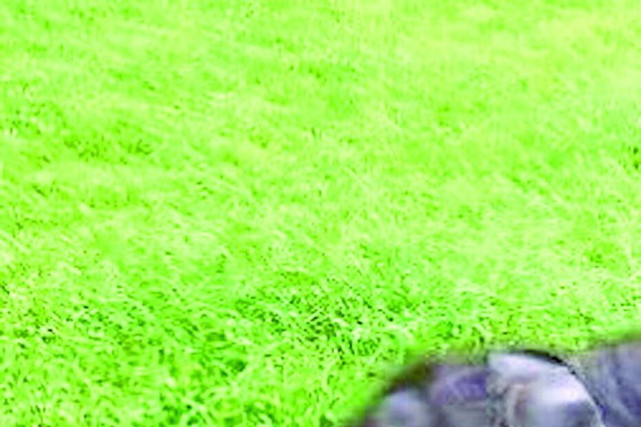 Elefante bebé ‘ataca’ turista