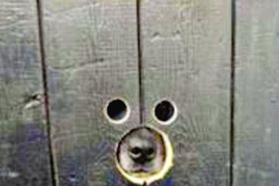 Cerca com buracos para cães bisbilhoteiros
