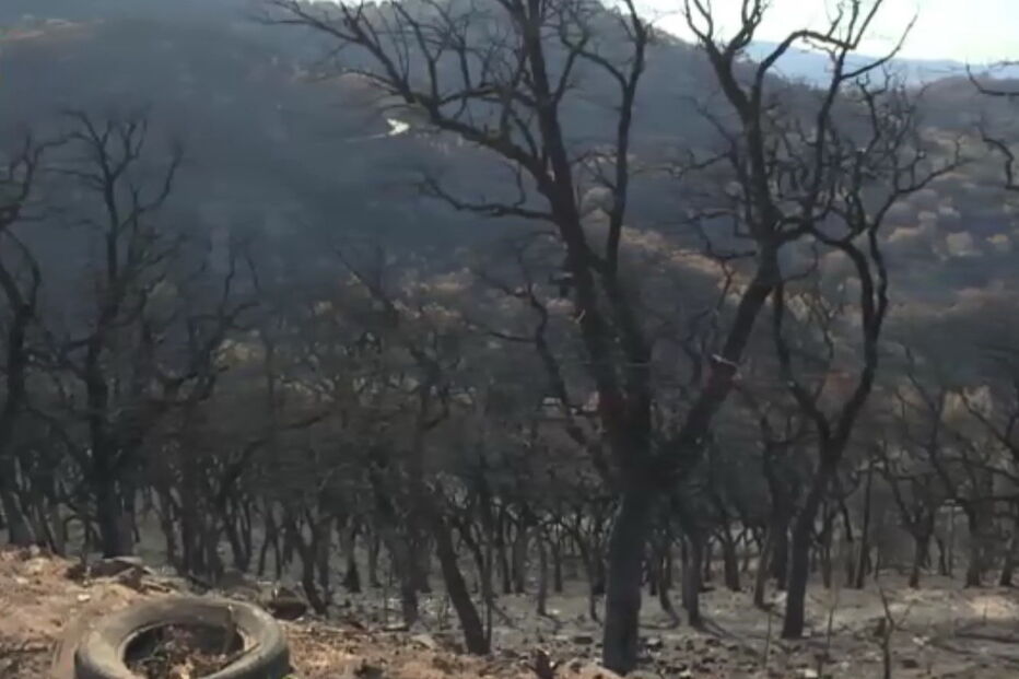Fogo de Monchique afeta 163 pessoas em Alferce