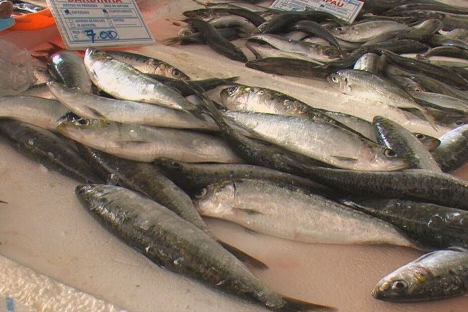 Figueira da Foz, sardinha