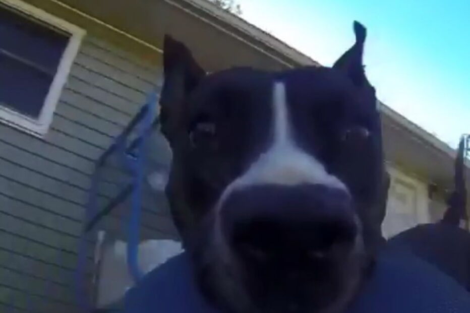 Imagens tornaram-se virais nas redes sociais