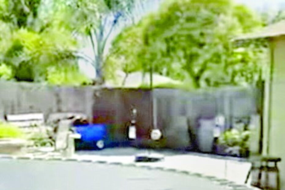 Cão inventa jogo de atira e apanha a bola  