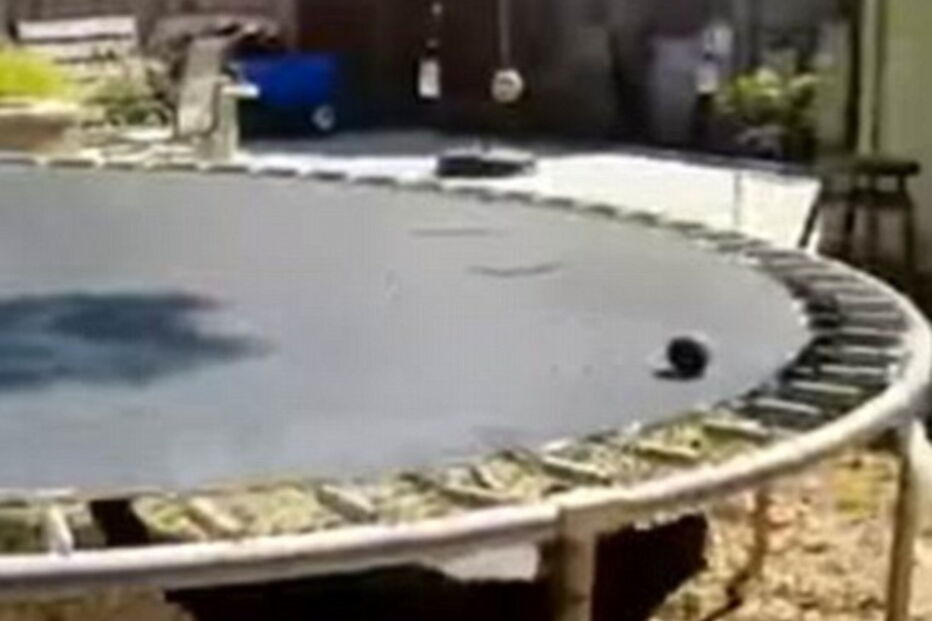 Cão inventa jogo de atira e apanha a bola  