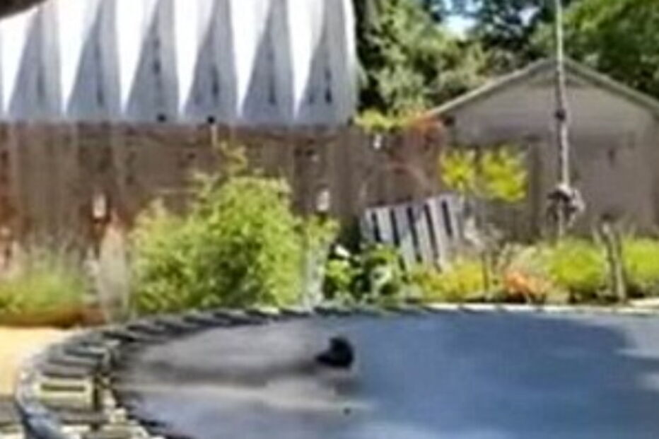 Cão inventa jogo de atira e apanha a bola  