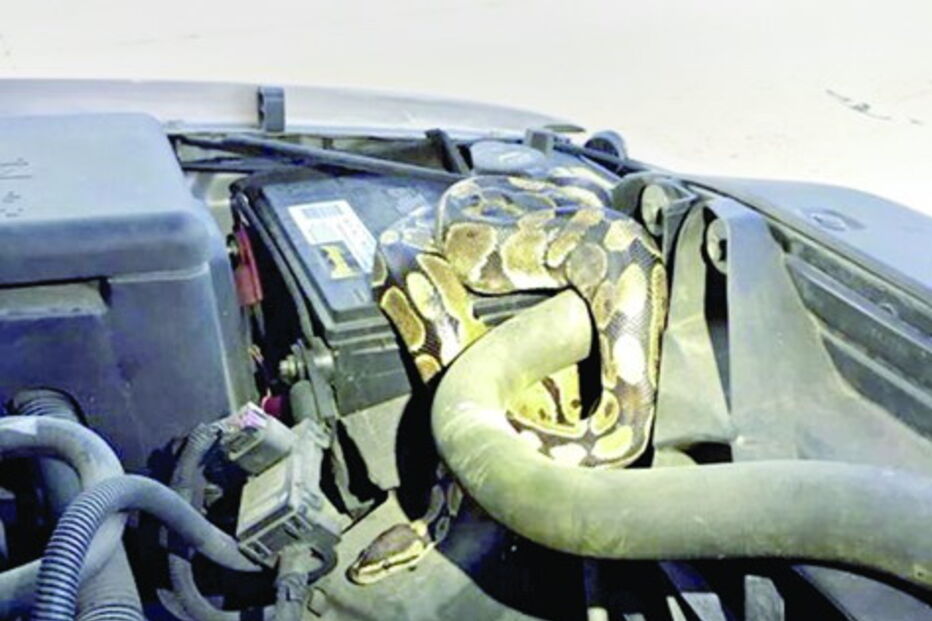 Cobra causa avaria em carro 