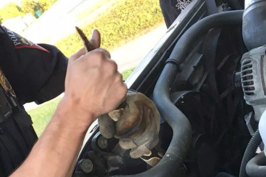 Cobra causa avaria em carro 