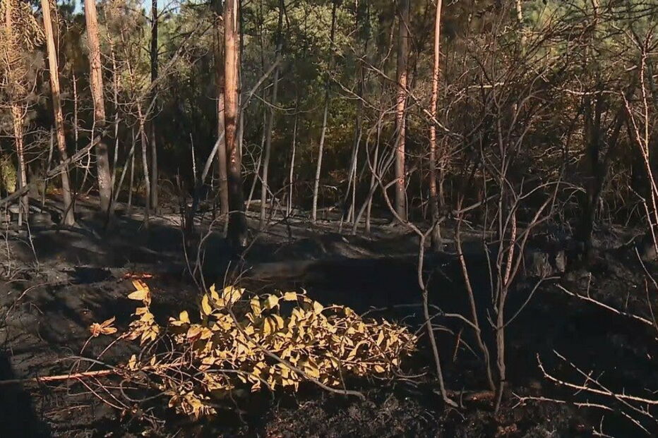 Soure, Coimbra, Figueiró do Campo